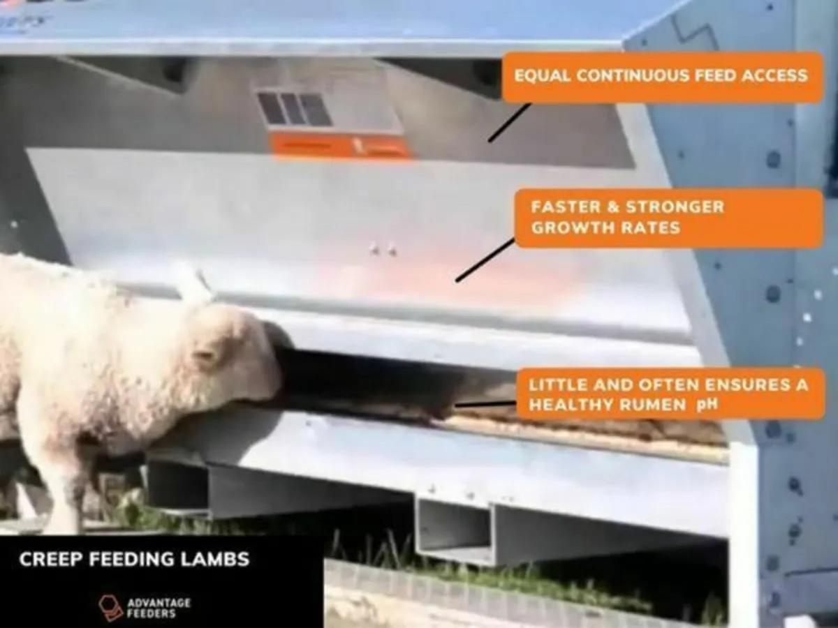 Feeder Ewe/Lamb/Calves - Image 3