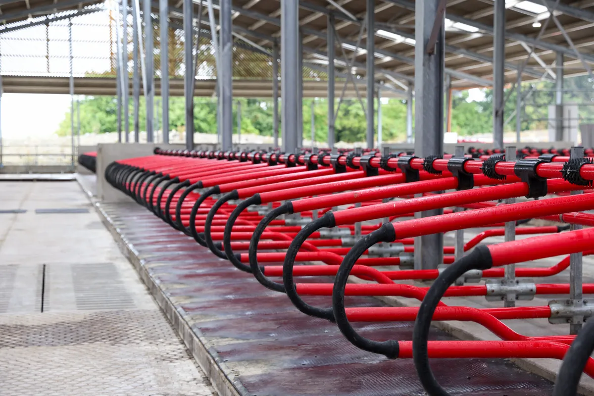 Cow Cubicles - Image 3