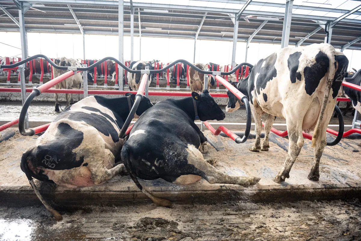 Cow Cubicles - Image 4