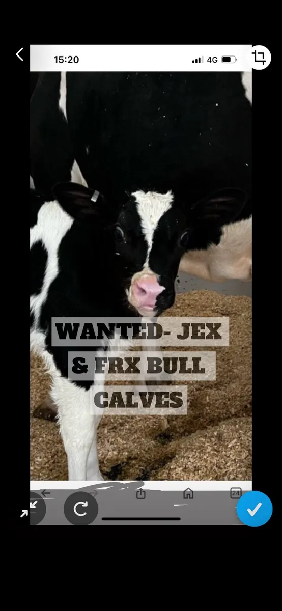 All DAIRY CALVES WANTED