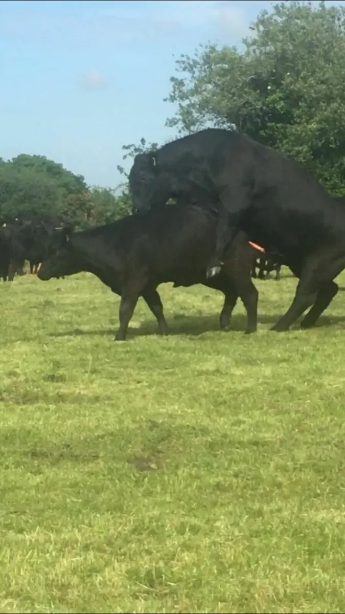 Bull Testing-Semen Analysis - Image 1
