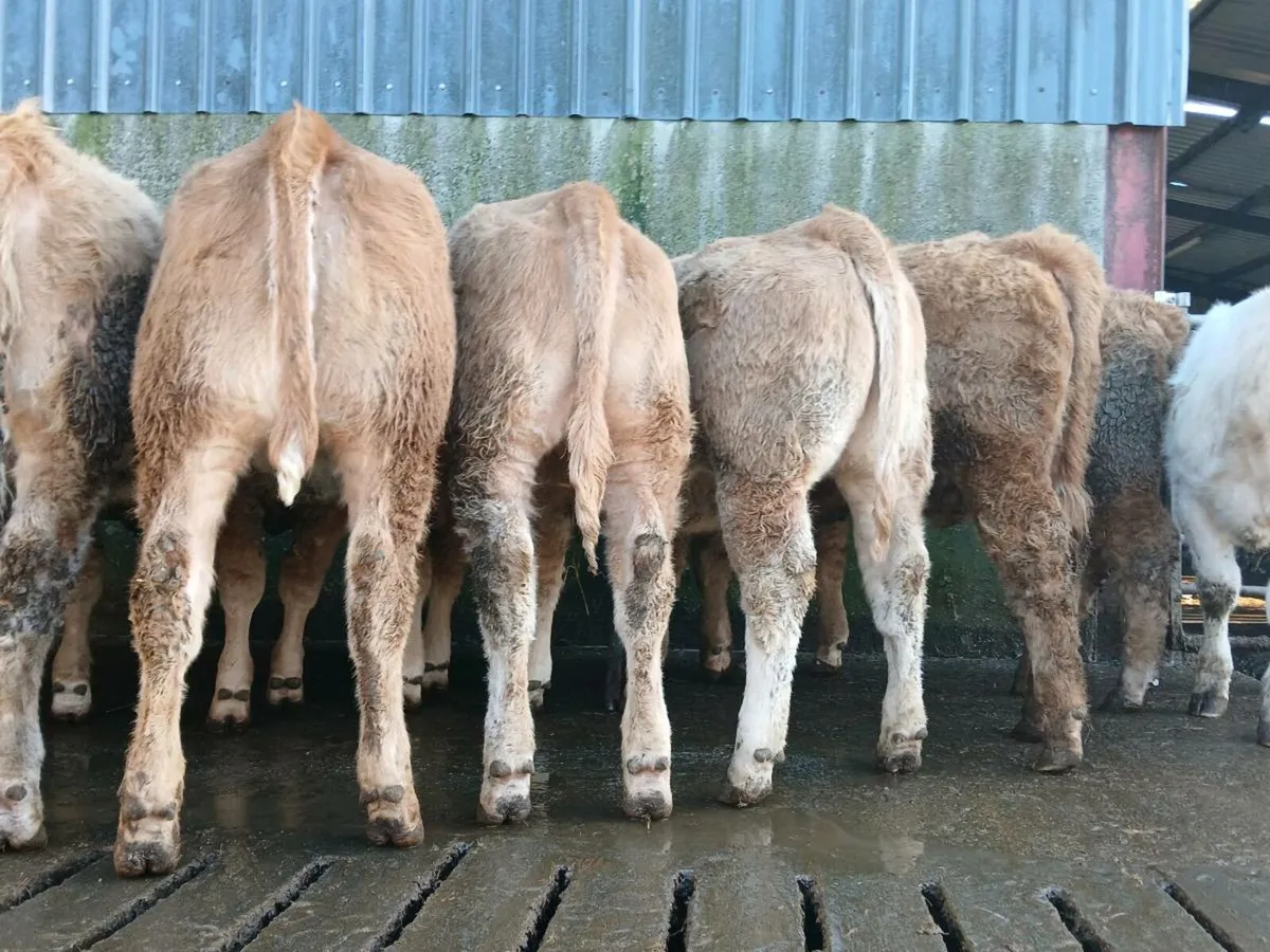 🔥 20 Smashers 🔥 - Image 1