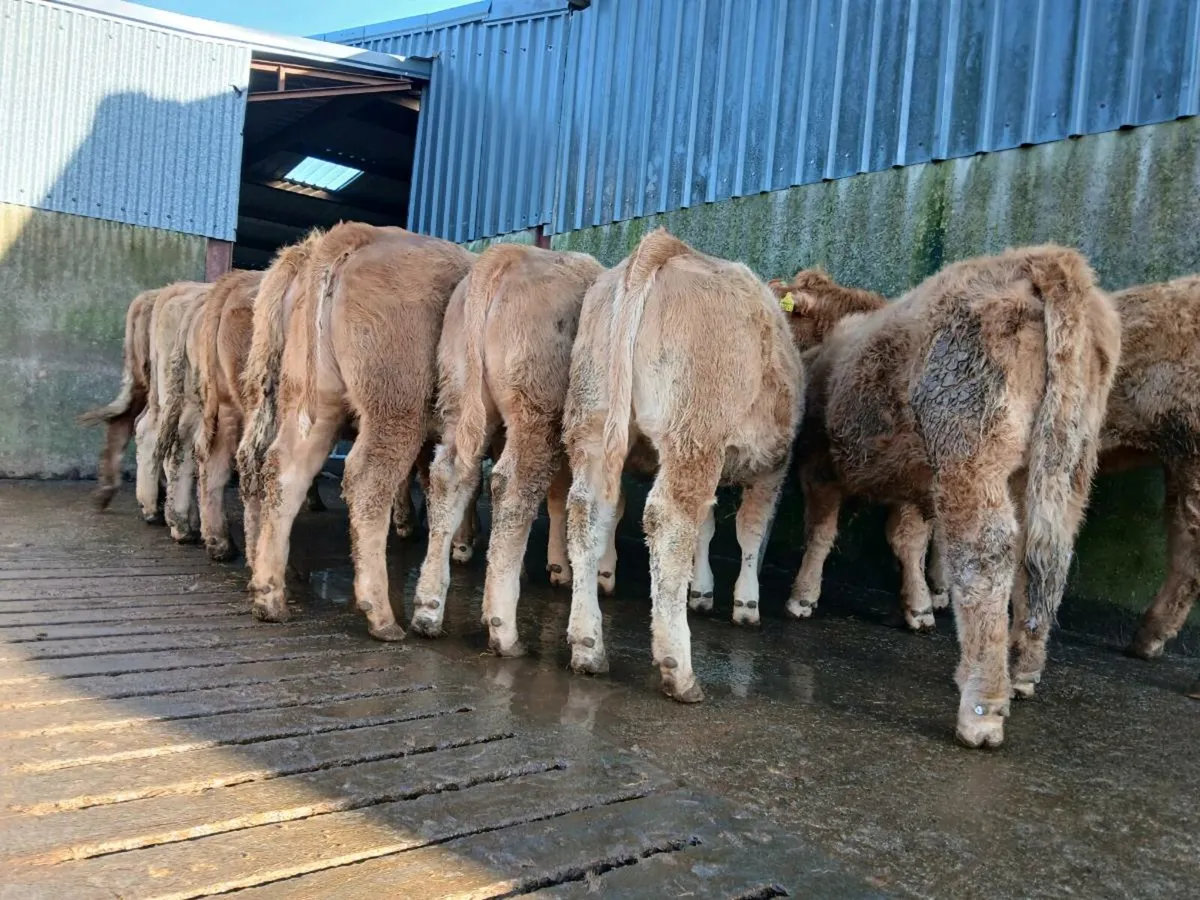 🔥 20 Smashers 🔥 - Image 4