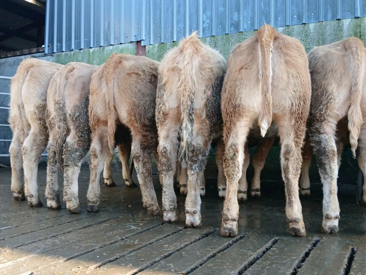 🔥 20 Smashers 🔥 - Image 3