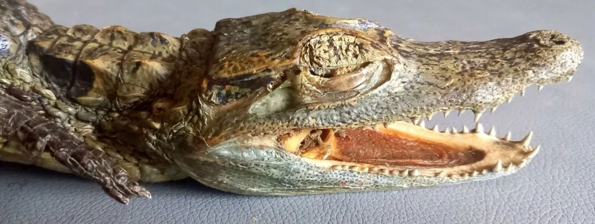Crocodile taxidermy - Image 1