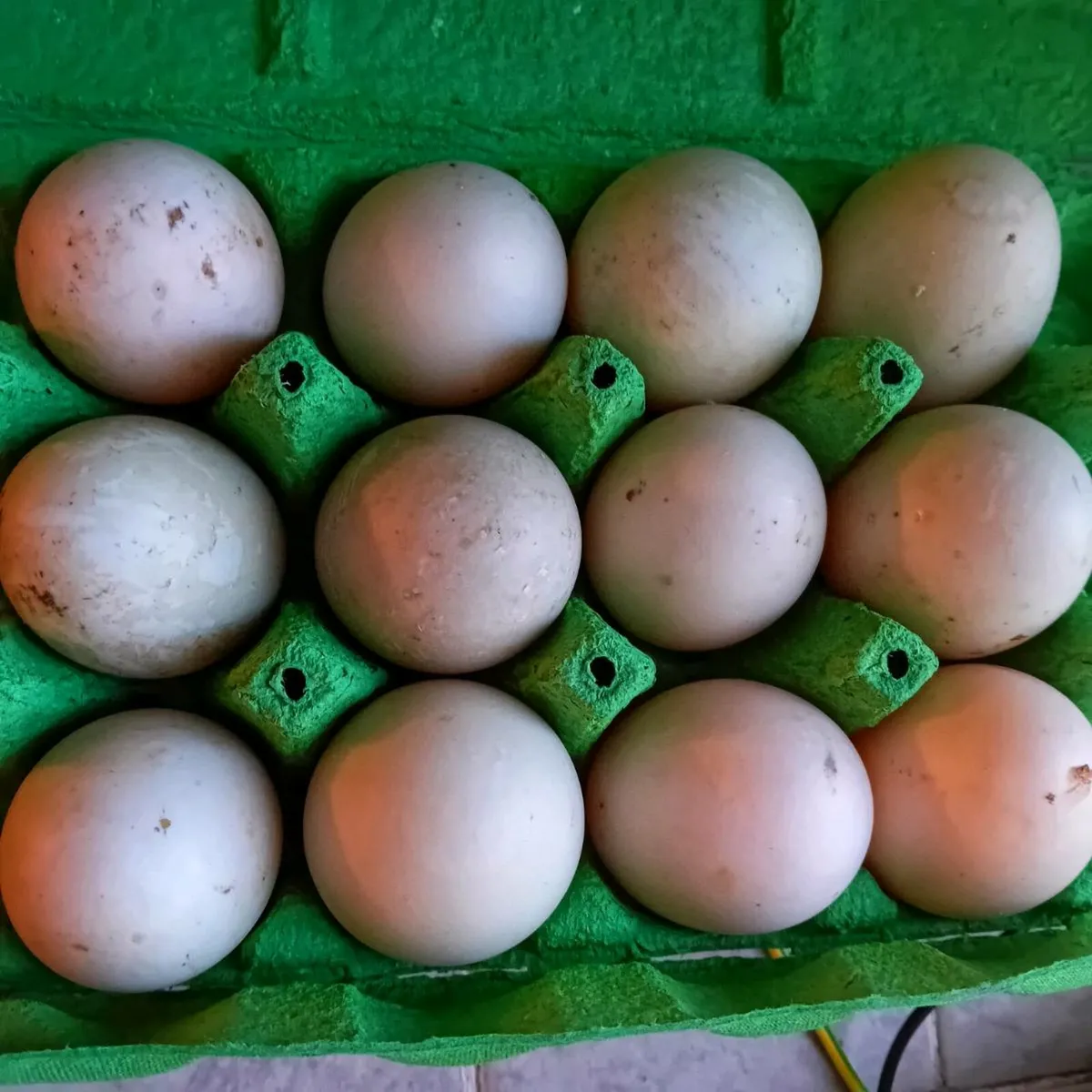 Chicken and duck hatching eggs. - Image 4