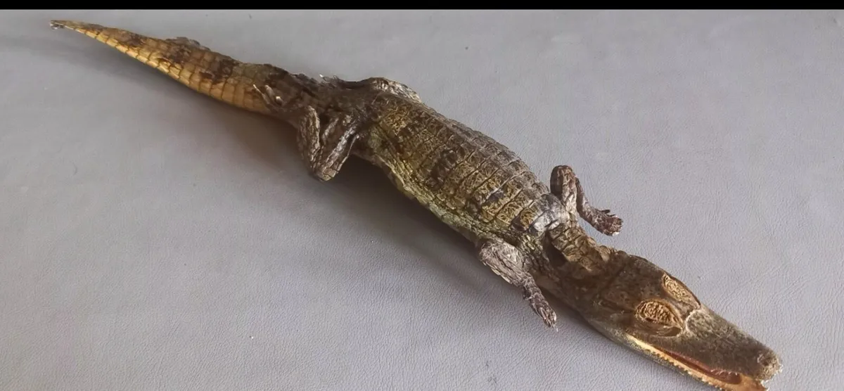 Crocodile taxidermy - Image 2