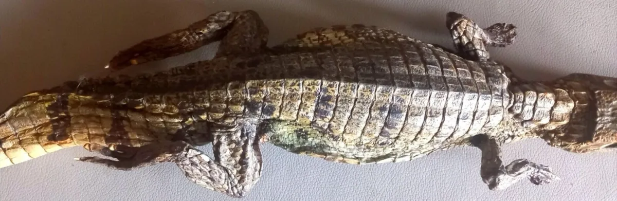 Crocodile taxidermy - Image 3