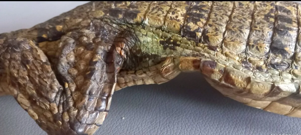 Crocodile taxidermy - Image 4