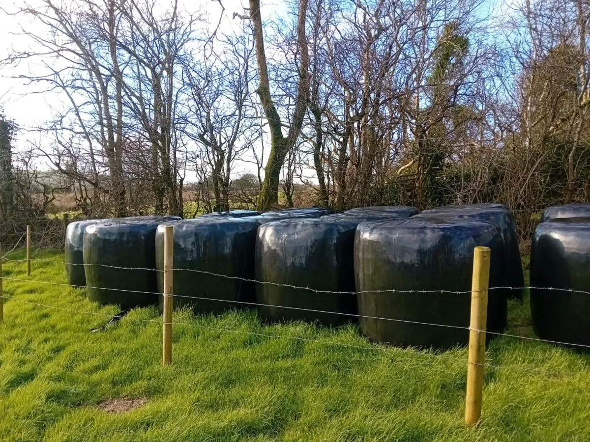 Silage bales - Image 1