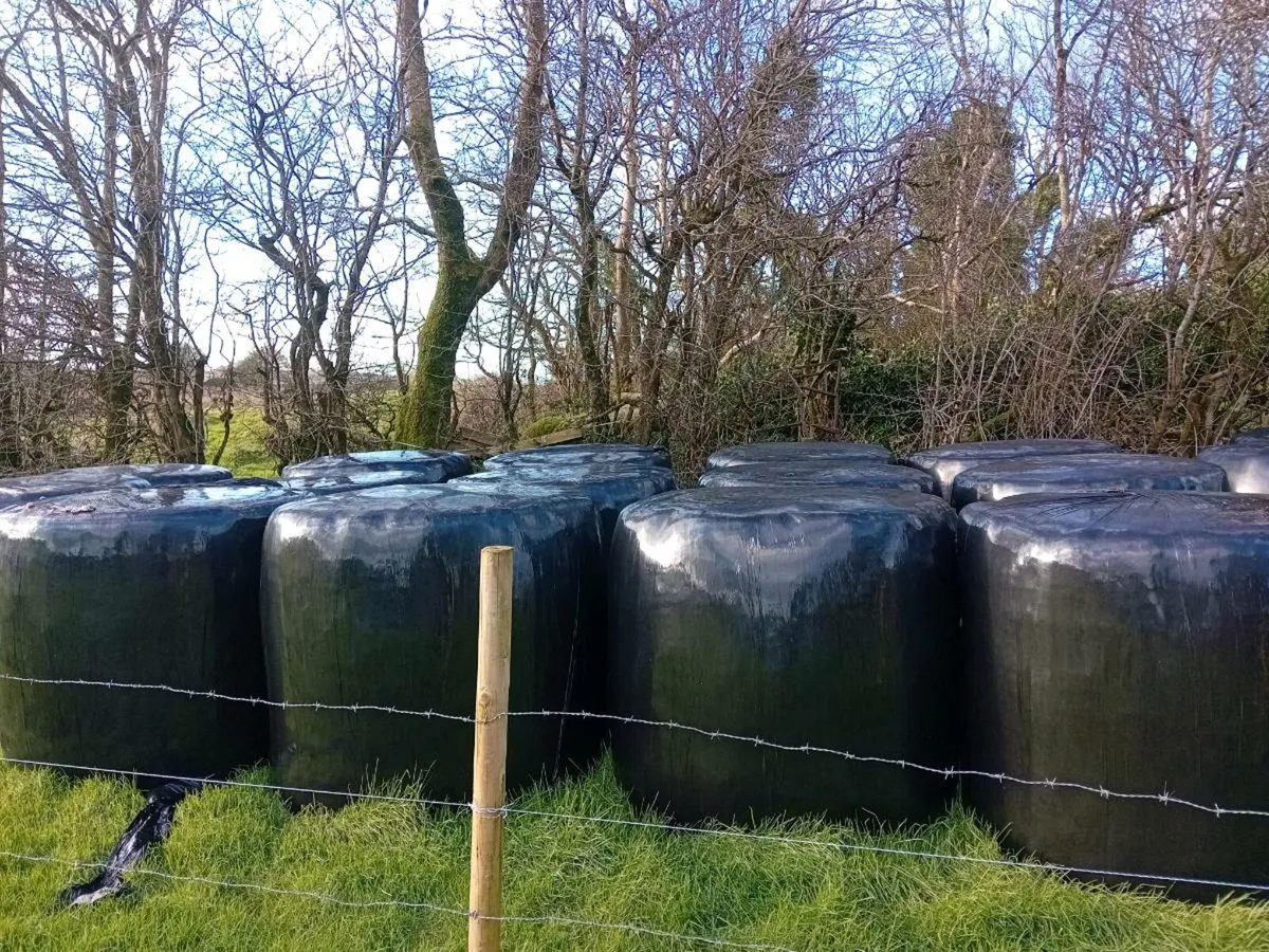 Silage bales - Image 2