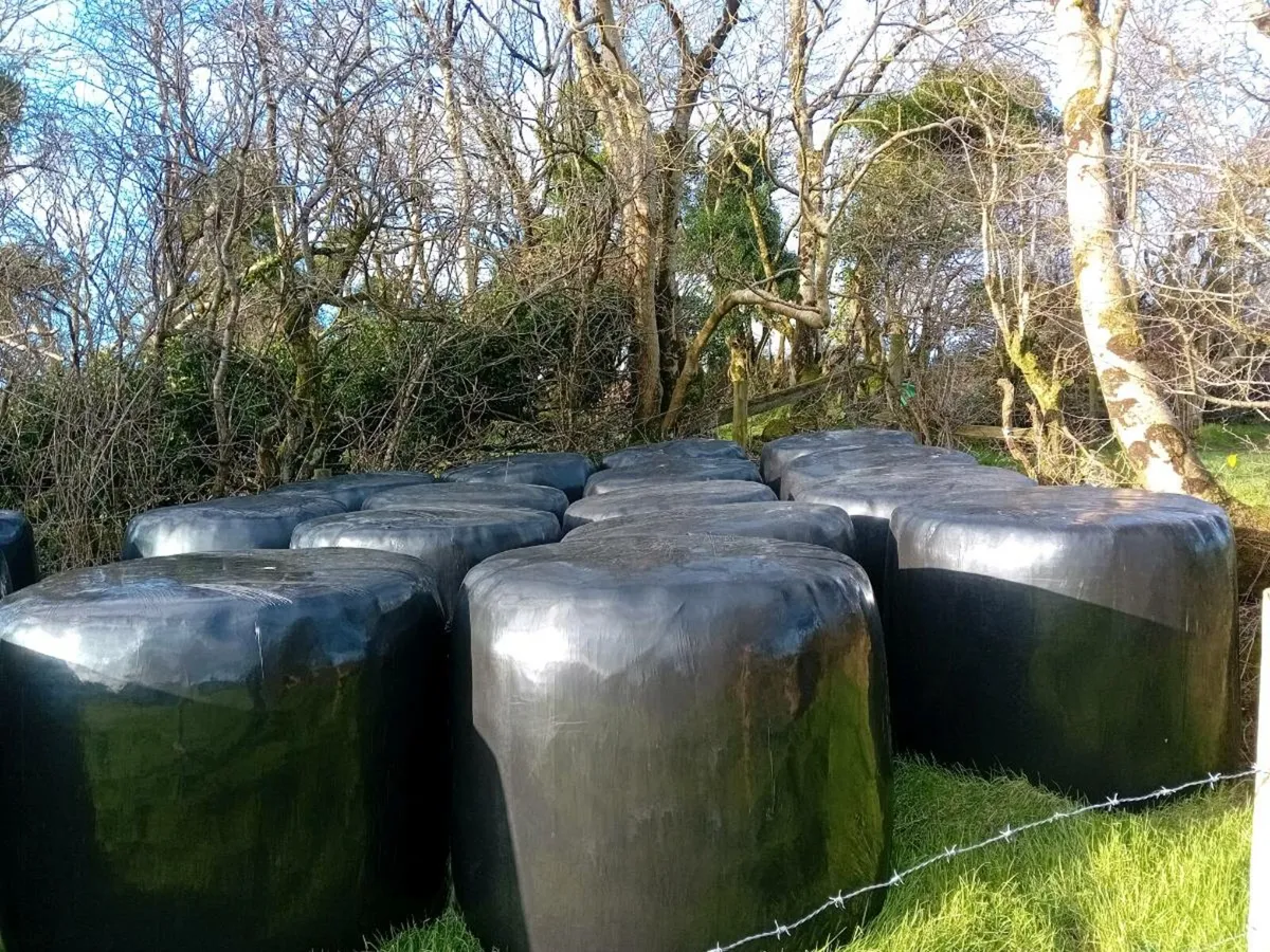 Silage bales - Image 3