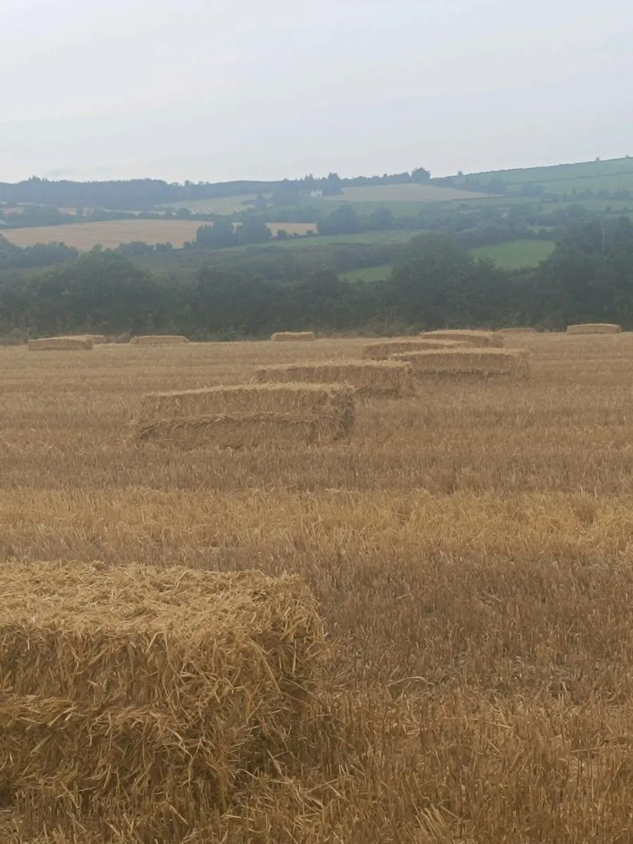 2025 Barley straw coffin bales 6x3x2 - Image 2