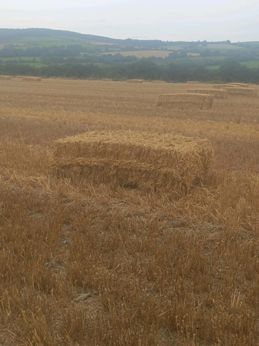 2025 Barley straw coffin bales 6x3x2 - Image 1