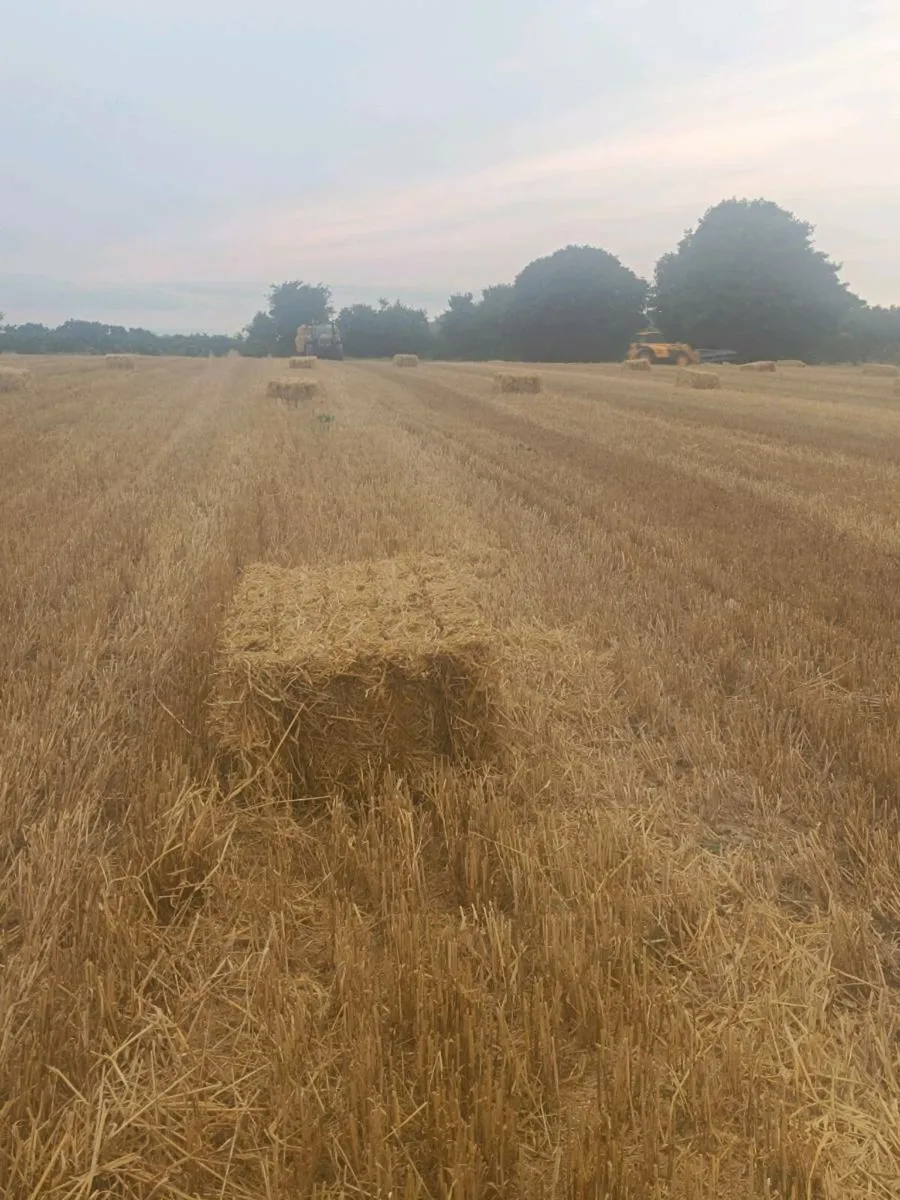2025 Barley straw coffin bales 6x3x2 - Image 3