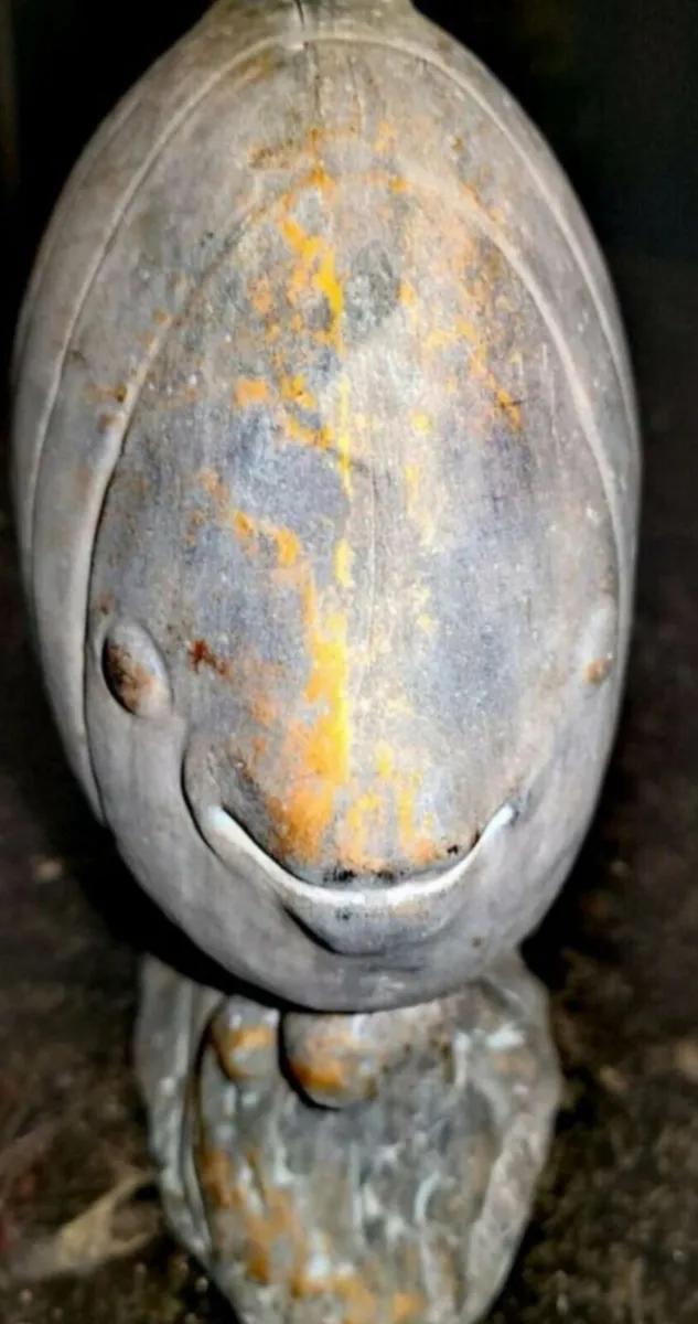 Rare gilded terracotta fish - Image 2