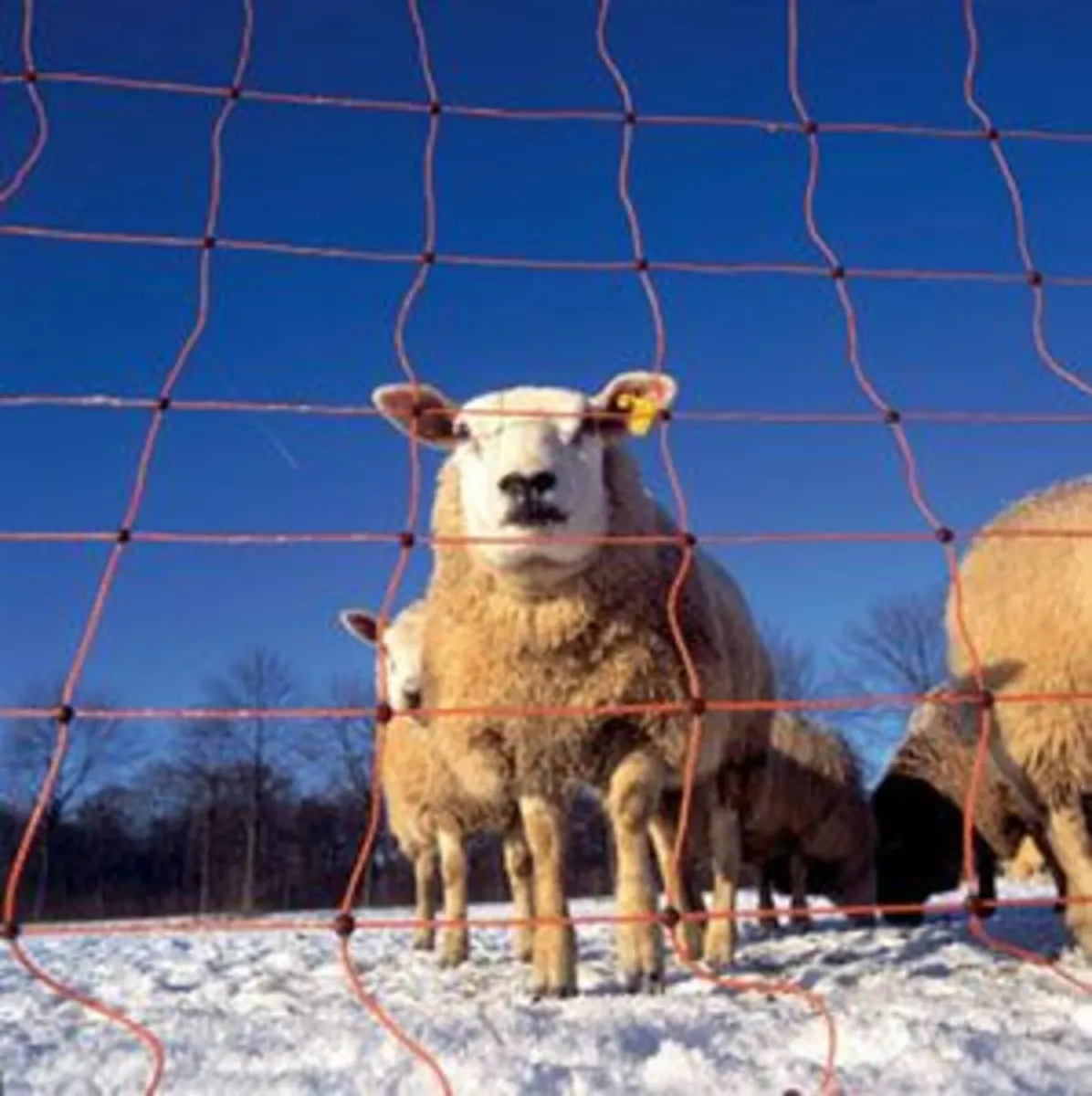 Electrified Sheep Netting - Image 4