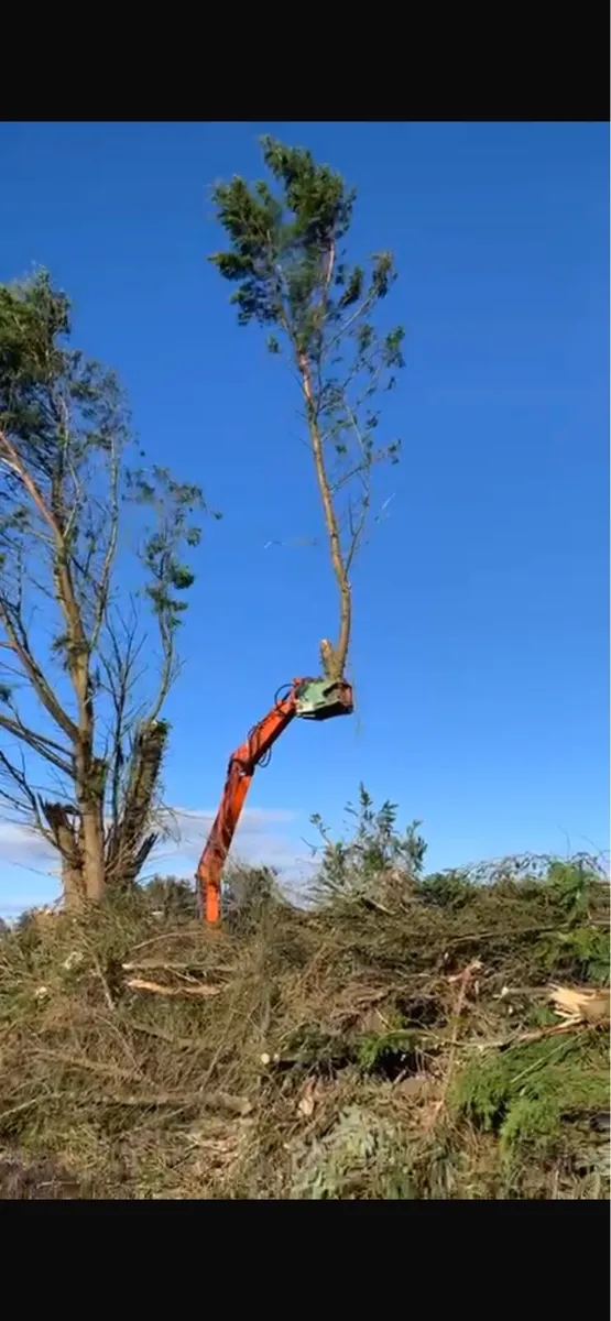 Tree Shearing Cutting Removal Brennan Bros - Image 4