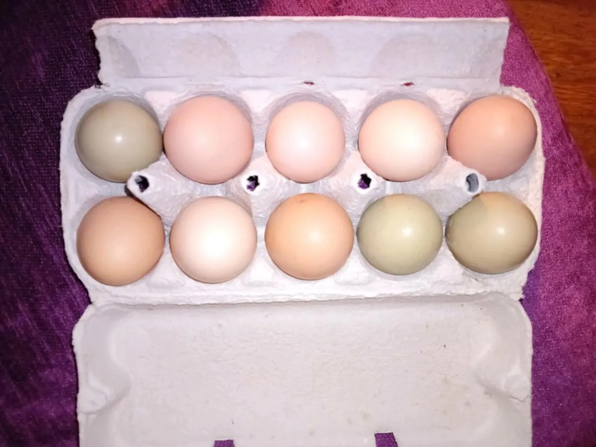 Chicken and duck hatching eggs. - Image 2