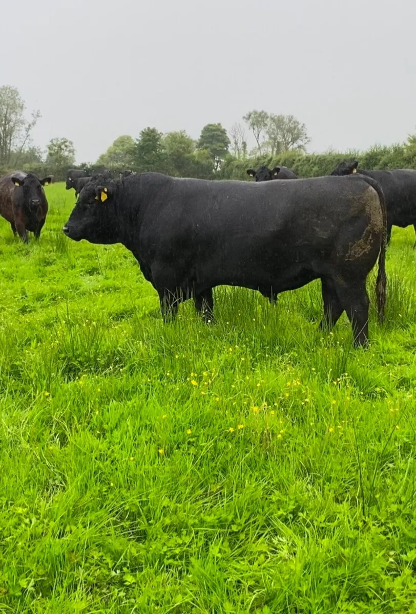 Pedigree Aberdeen Angus bulls - Image 1