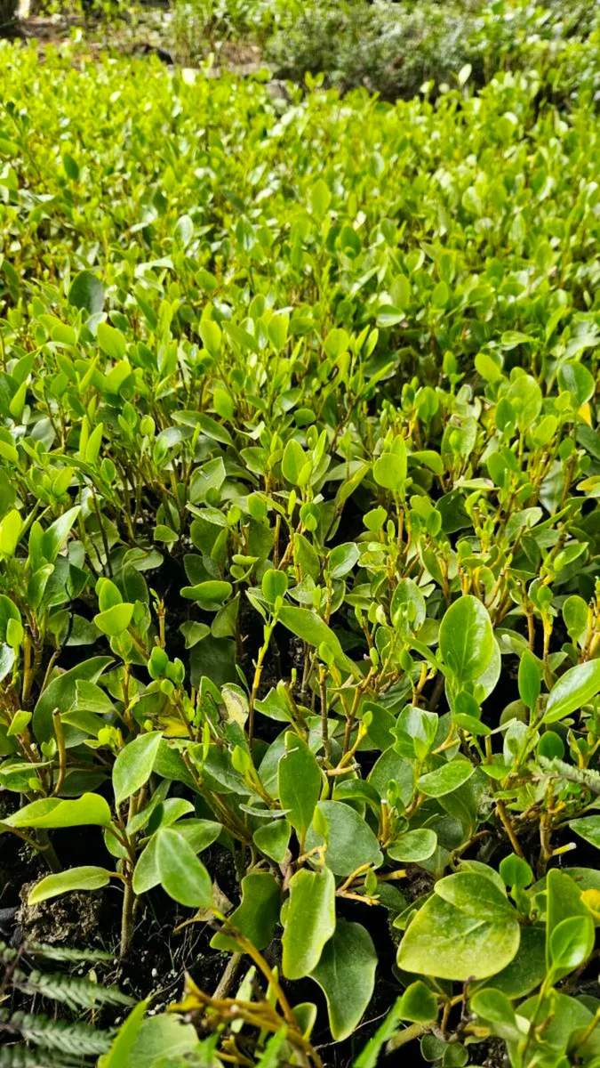 Potted Laurel Hedging - Image 3