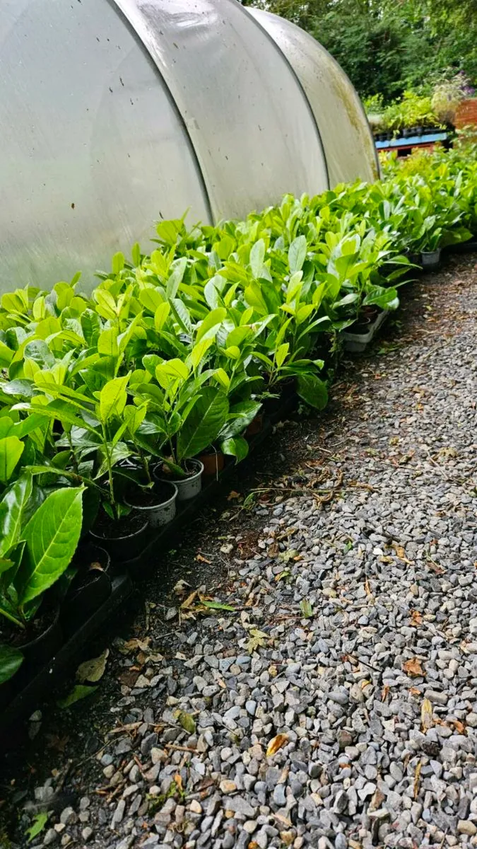 Potted Laurel Hedging - Image 2