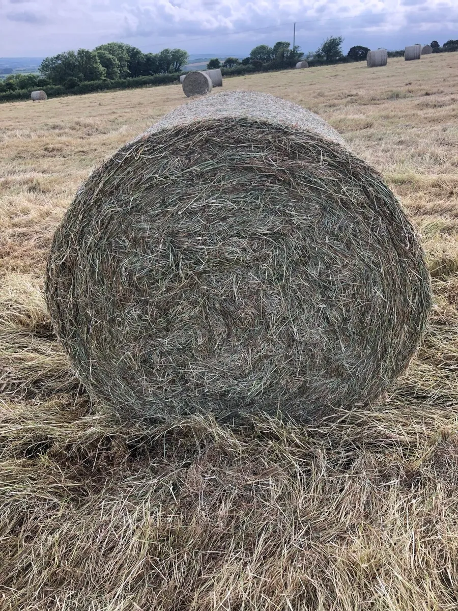 hay - Image 3