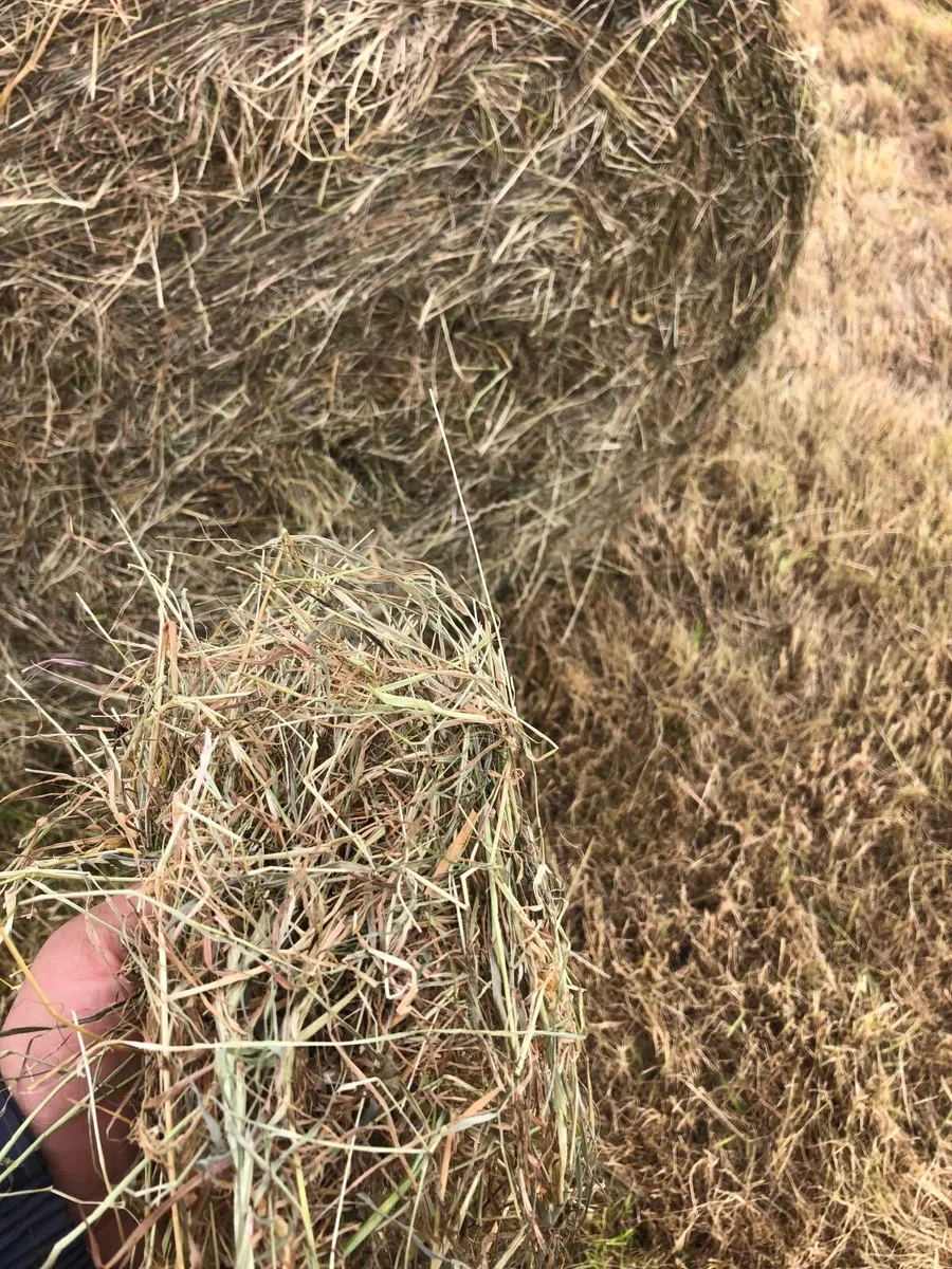 hay - Image 4
