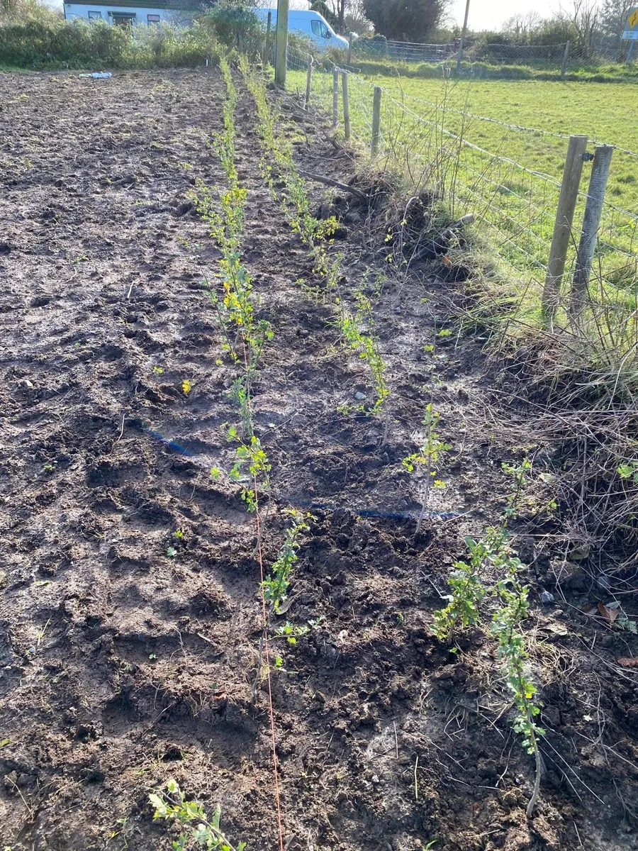 Native Trees - Image 3