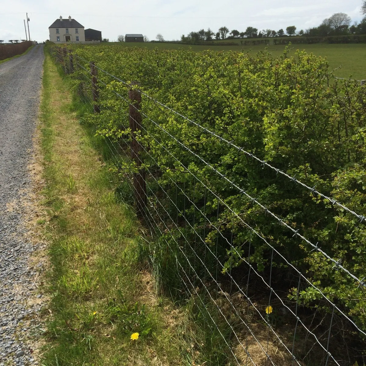 Native Trees - Image 1