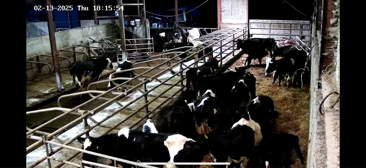Livestock Cameras – Calving, Foaling & Lambing - Image 2