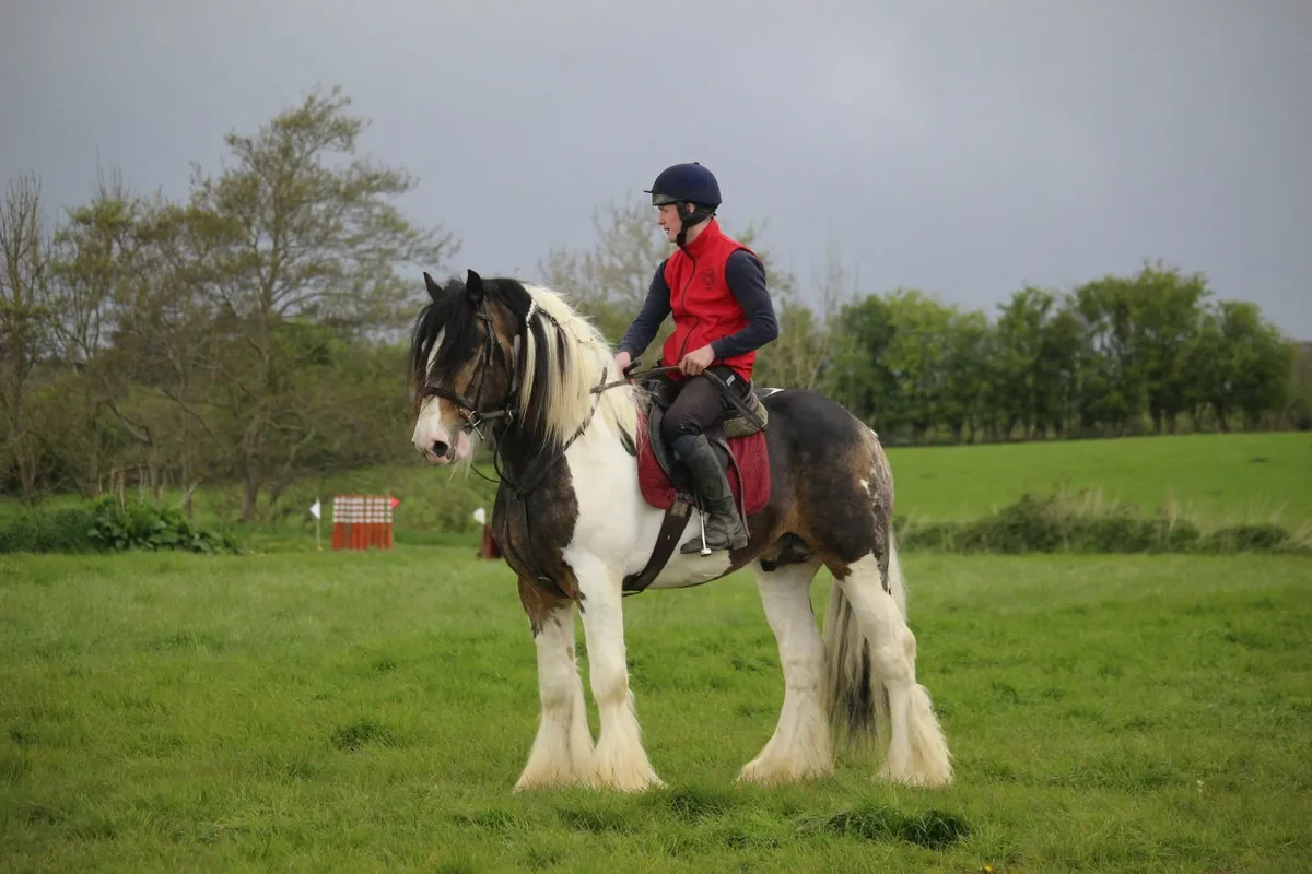 16h Full Pedigree Cob stallion broken and riding - Image 3