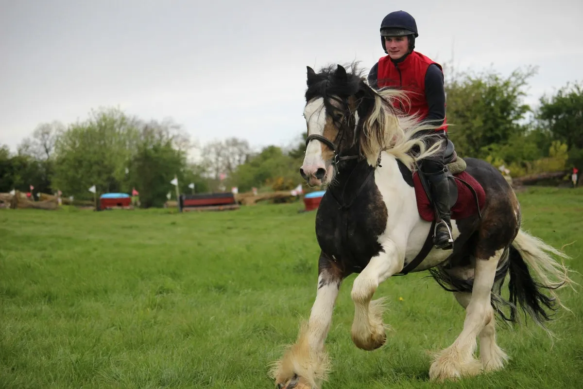16h Full Pedigree Cob stallion broken and riding - Image 4