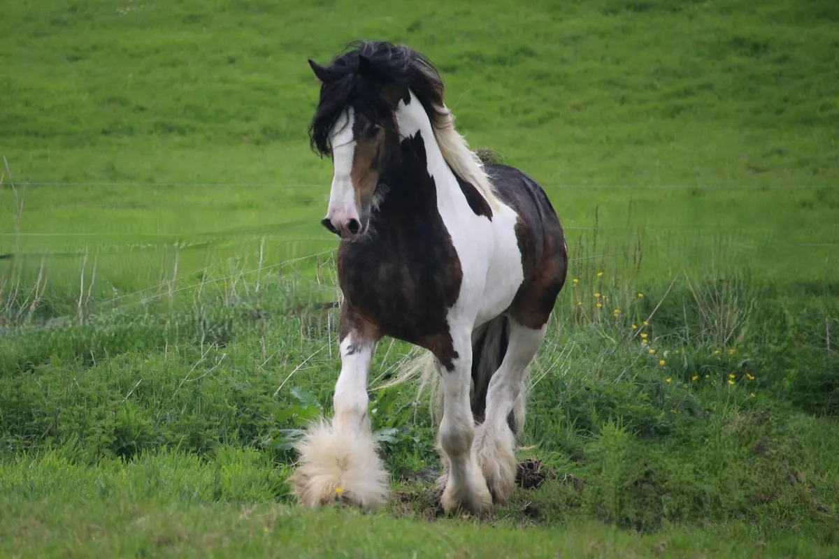 16h Full Pedigree Cob stallion broken and riding - Image 2