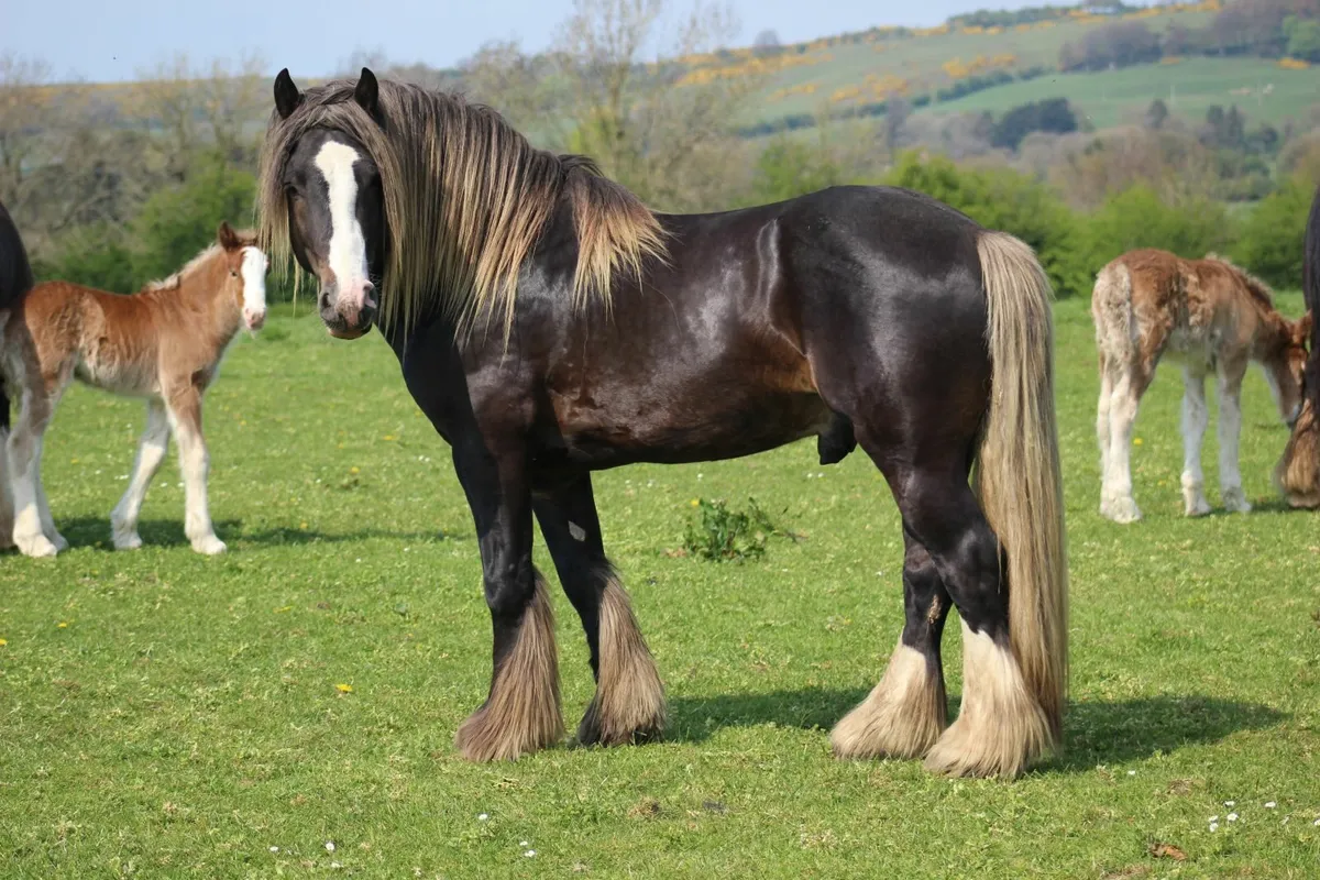Silver Bay Sooty Irish Cob stallion - Image 3