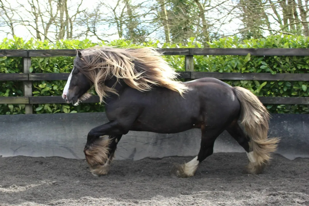 Silver Bay Sooty Irish Cob stallion - Image 4