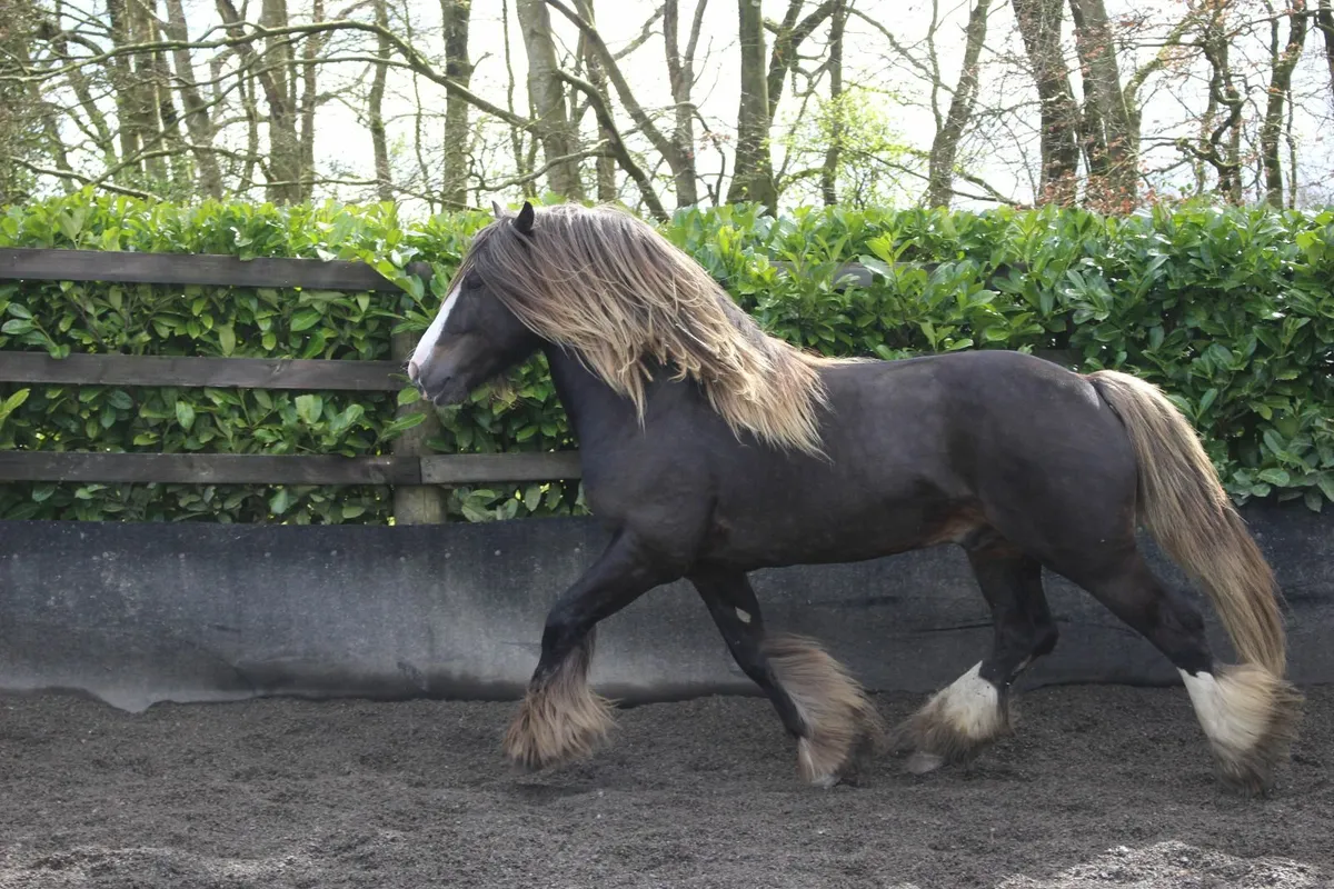 Silver Bay Sooty Irish Cob stallion - Image 4