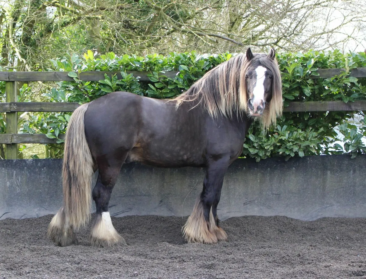 Silver Bay Sooty Irish Cob stallion - Image 2