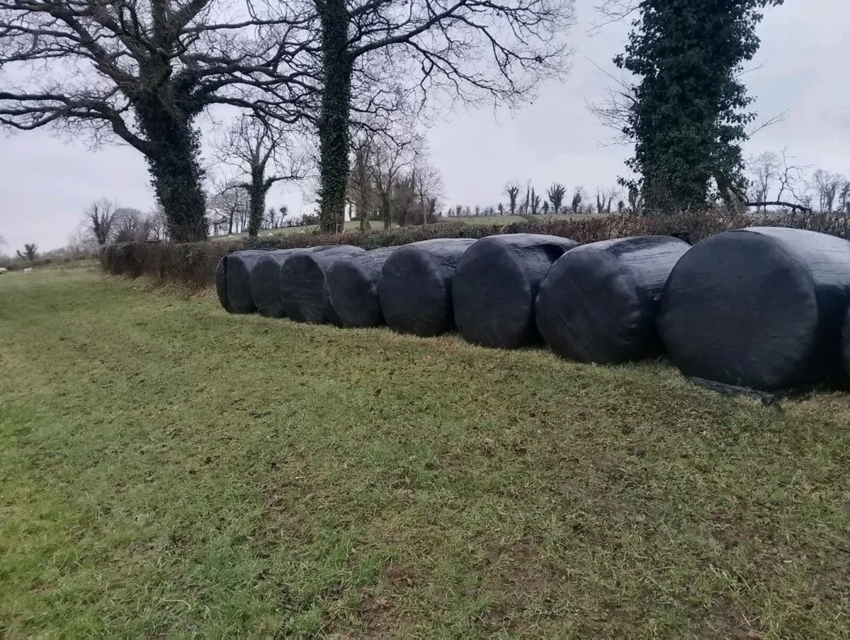 Round bales of silage - Image 1