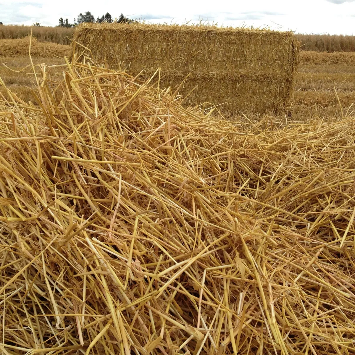 🌾Moone (Irish)straw.🌾 - Image 2