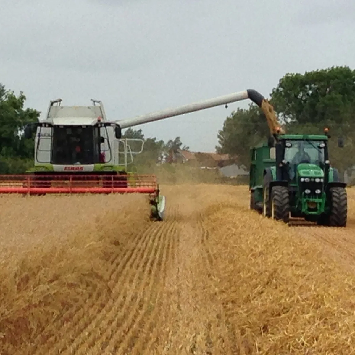 🌾Moone (Irish)straw.🌾 - Image 3