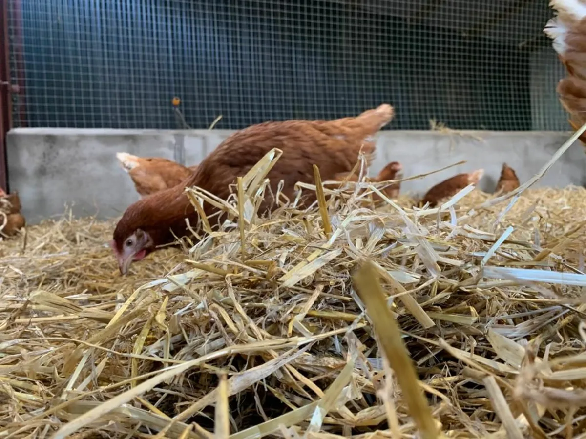 Point Of Lay Pullets - Image 3