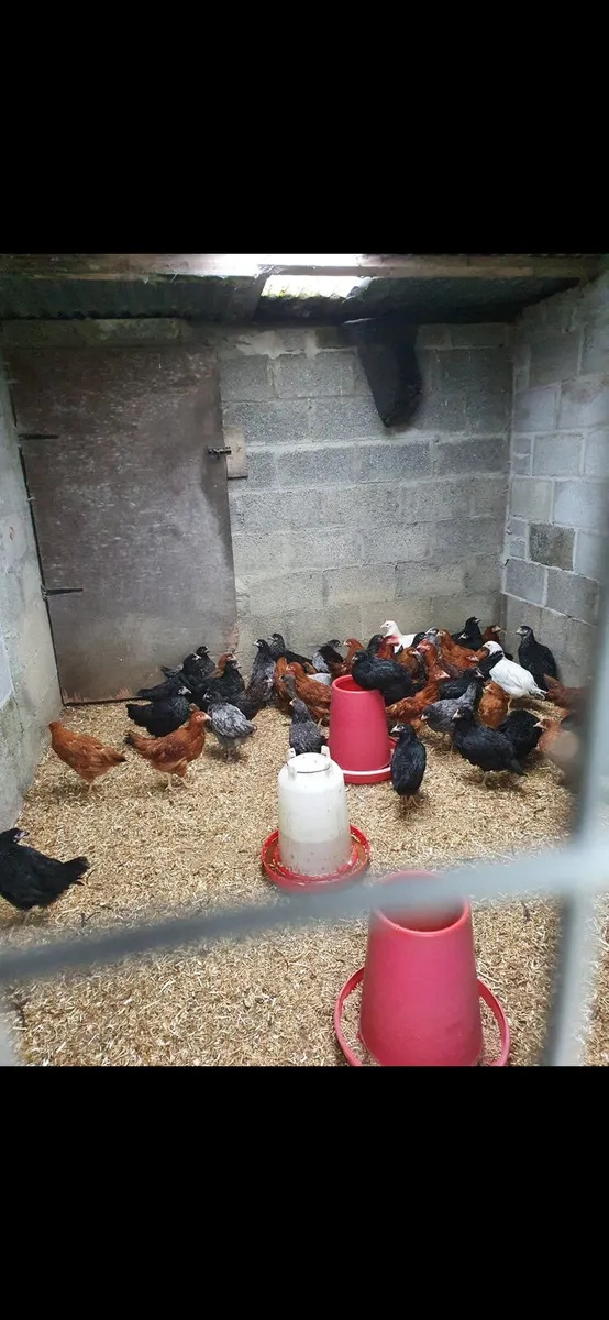 Hens/pullets kildare every day - Image 2