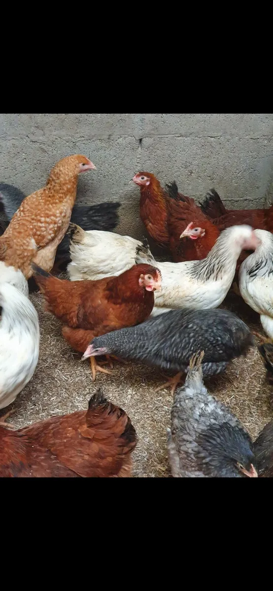 Hens/pullets kildare every day - Image 1