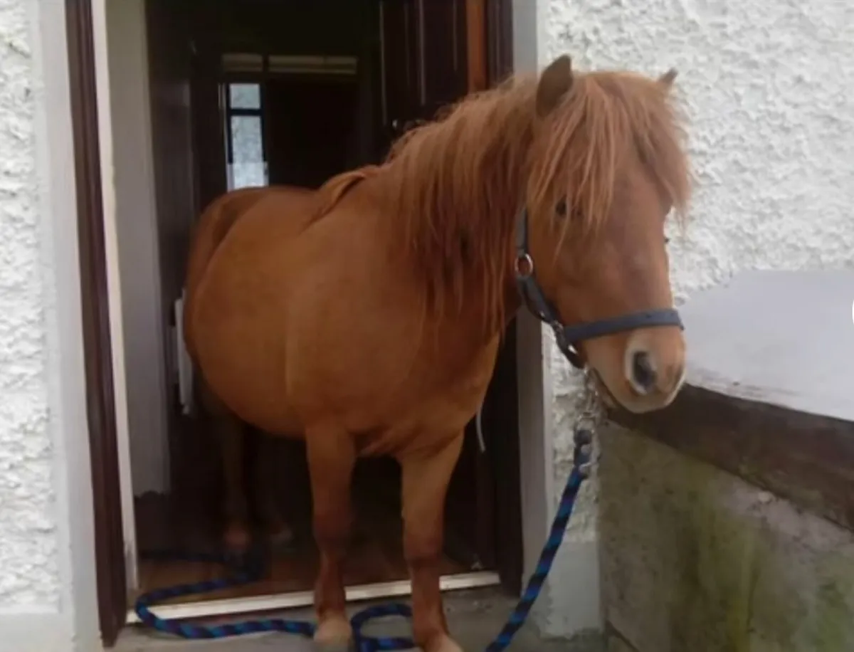 Teaser pony - Image 3