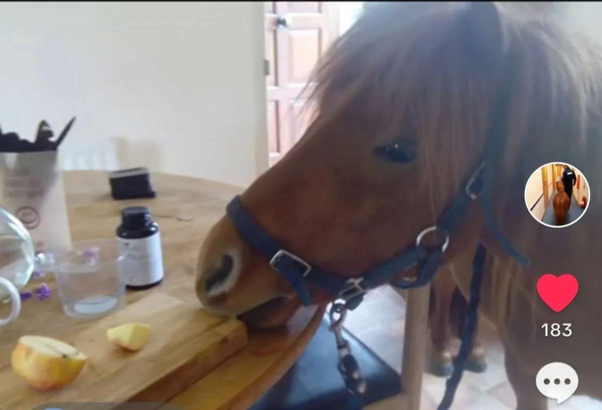 Teaser pony - Image 4