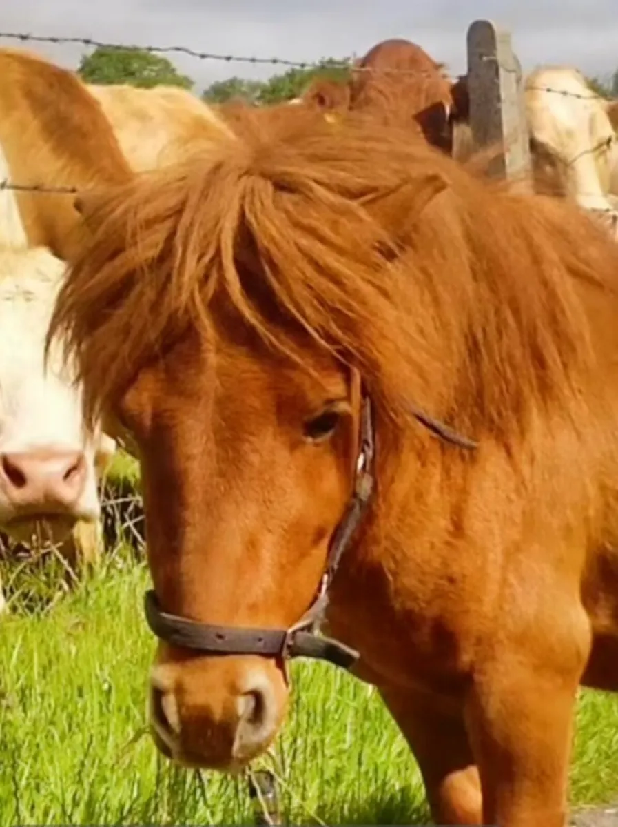 Teaser pony - Image 1