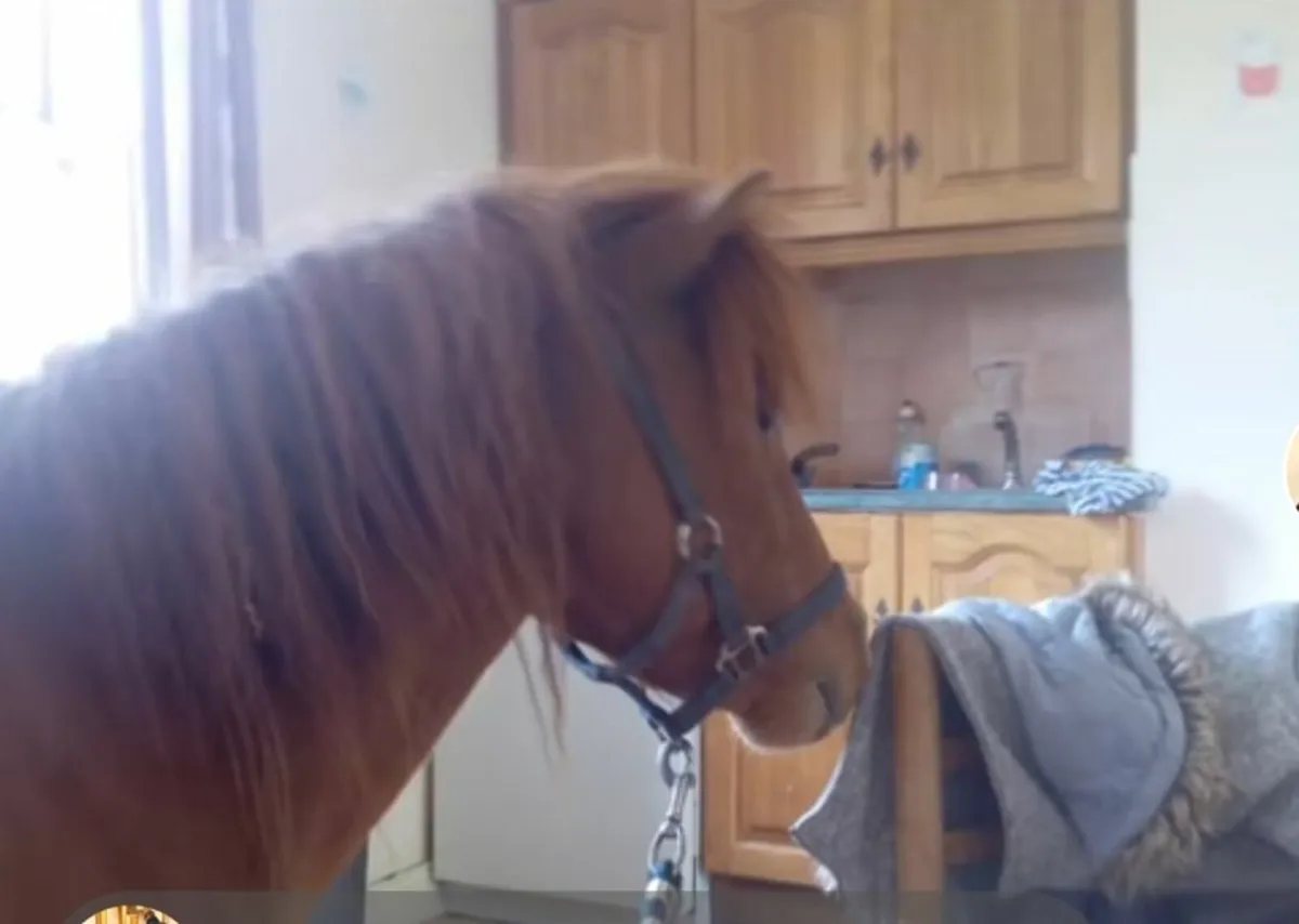 Teaser pony - Image 2