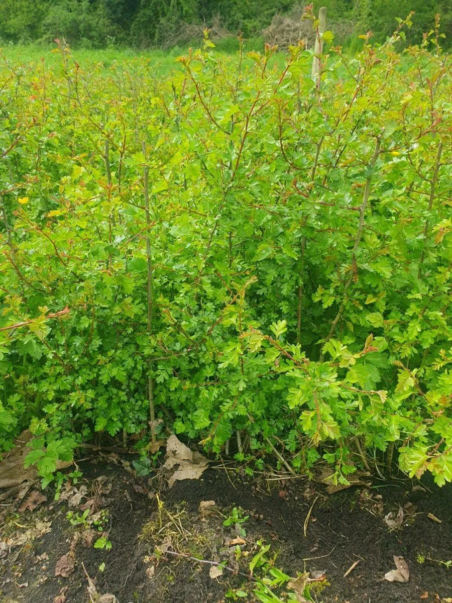 WHITETHORN QUICKS  FOR SALE - Image 1