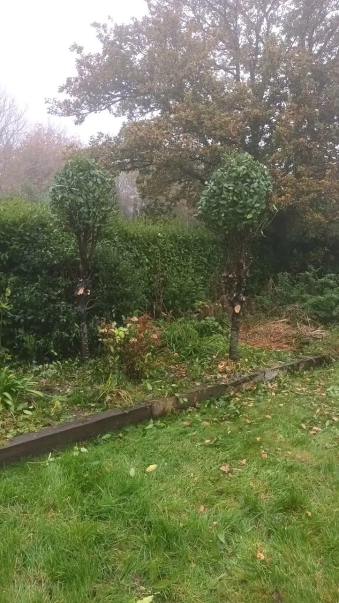 Garden maintenance - Image 3